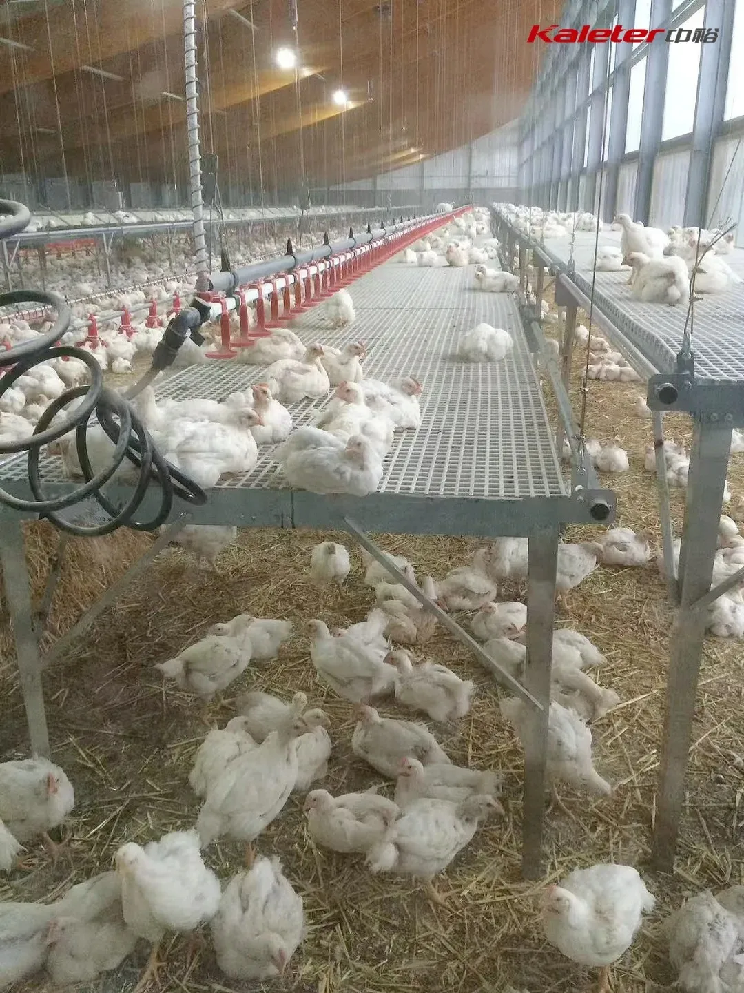 Tall interior view of a multi-level activity platform with broilers on both levels inside a Kaleter-equipped house