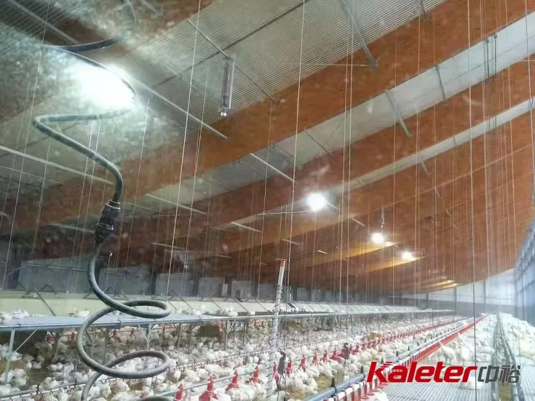 Broilers gathered beneath an elevated perching structure inside a Kaleter-equipped broiler house