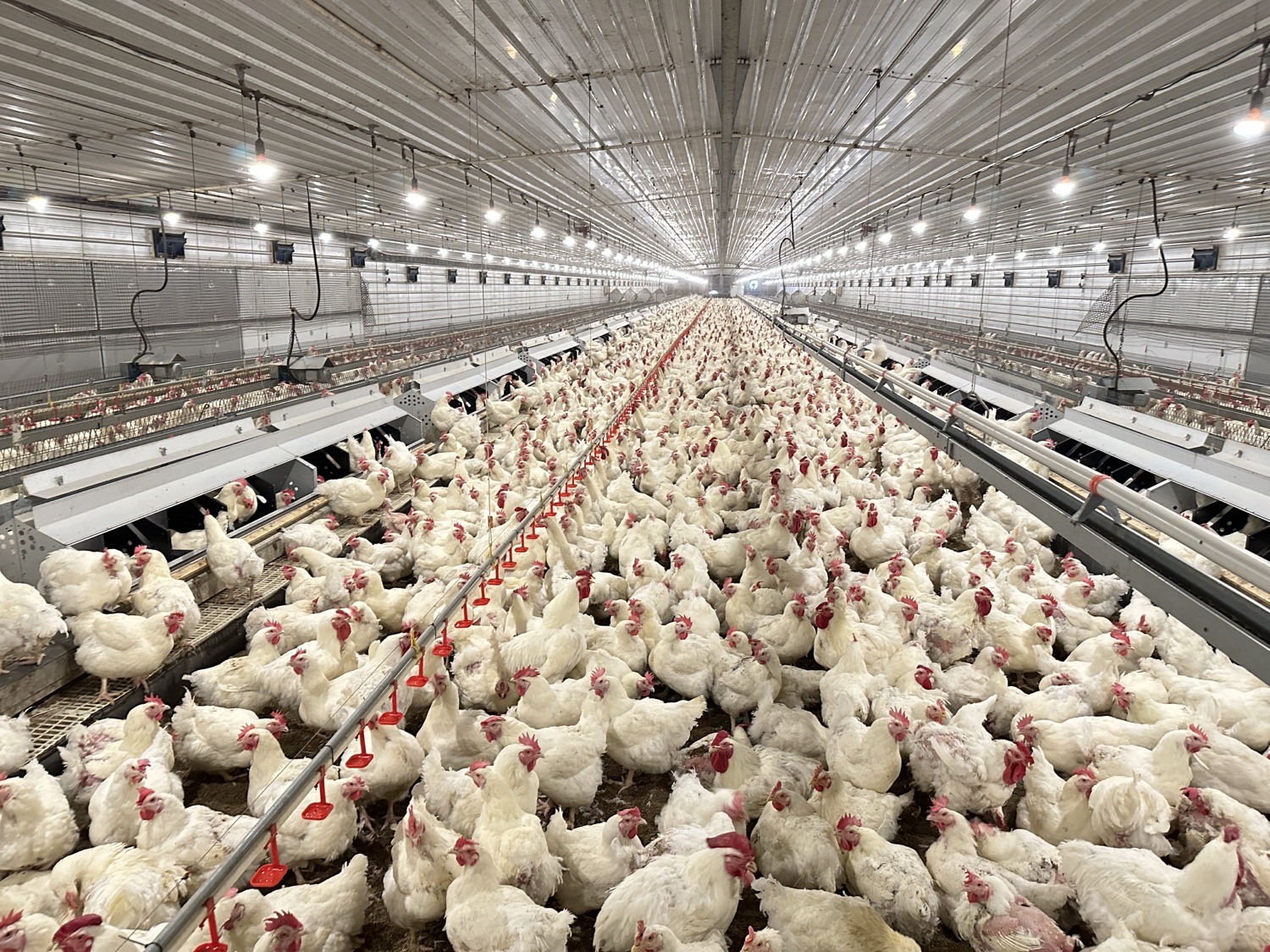 Breeder house — floor (free-range) system