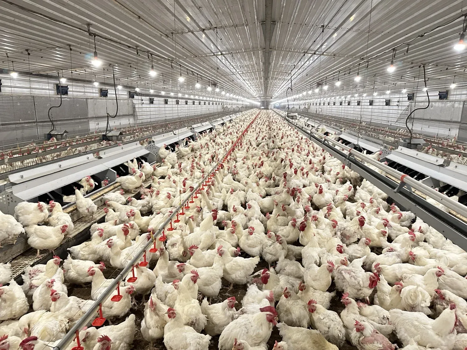 Breeder house, floor system