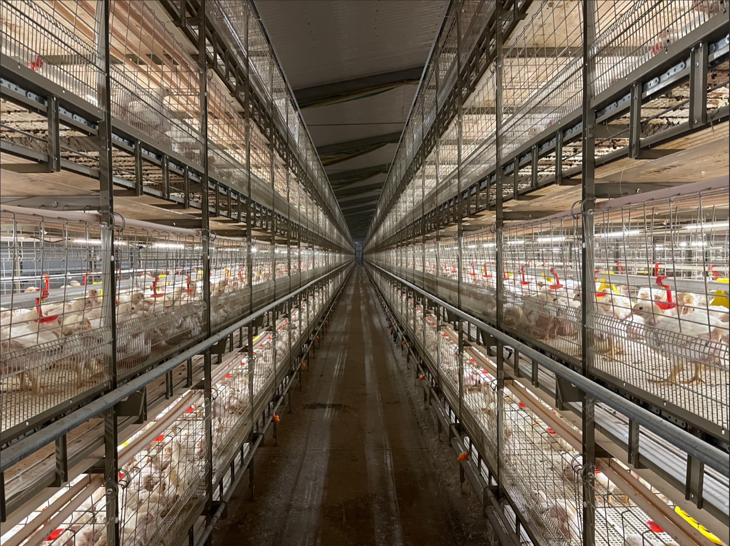 Broiler cage system