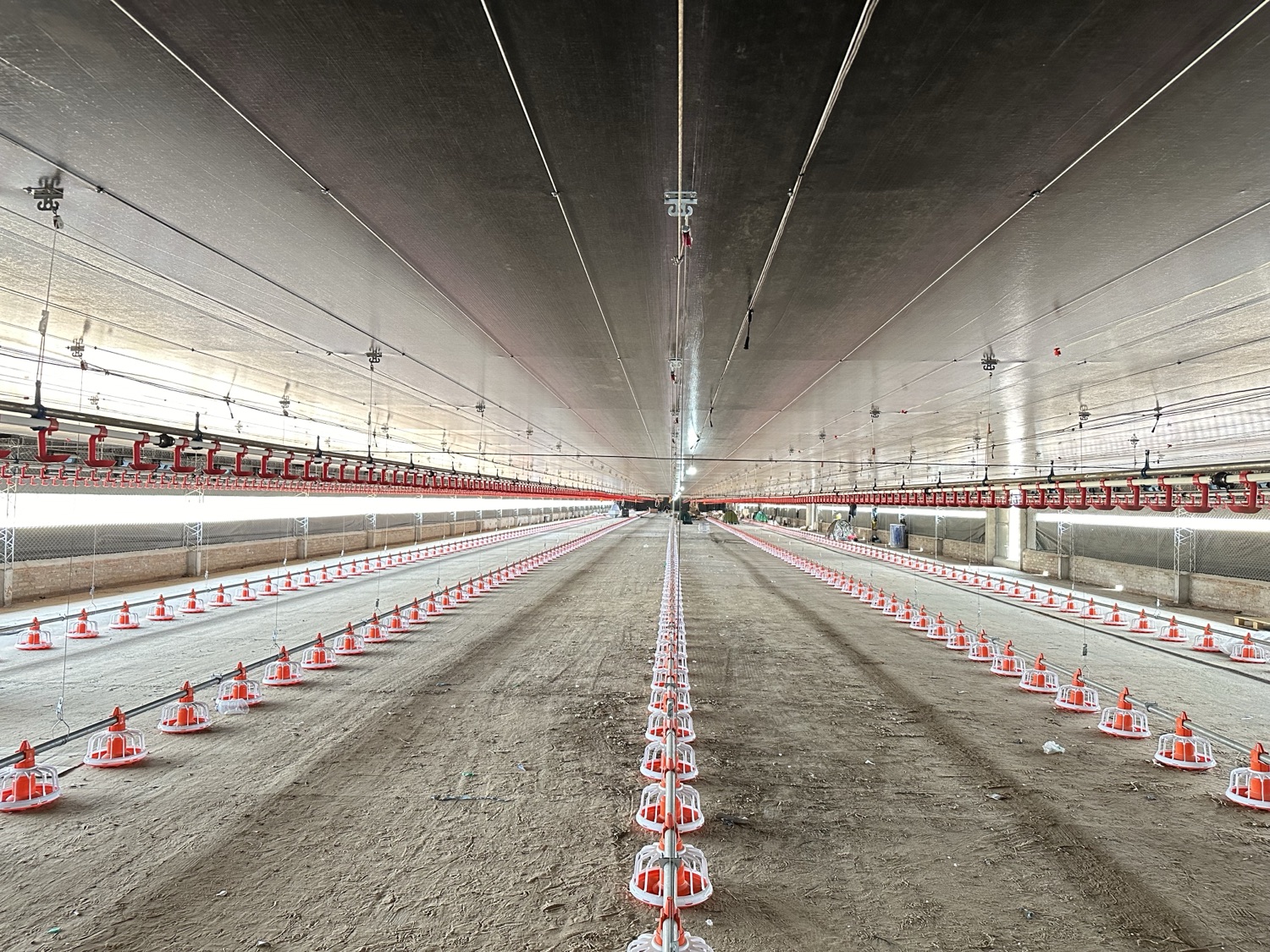 Broilers on floor with pan feed lines and nipple drinkers.