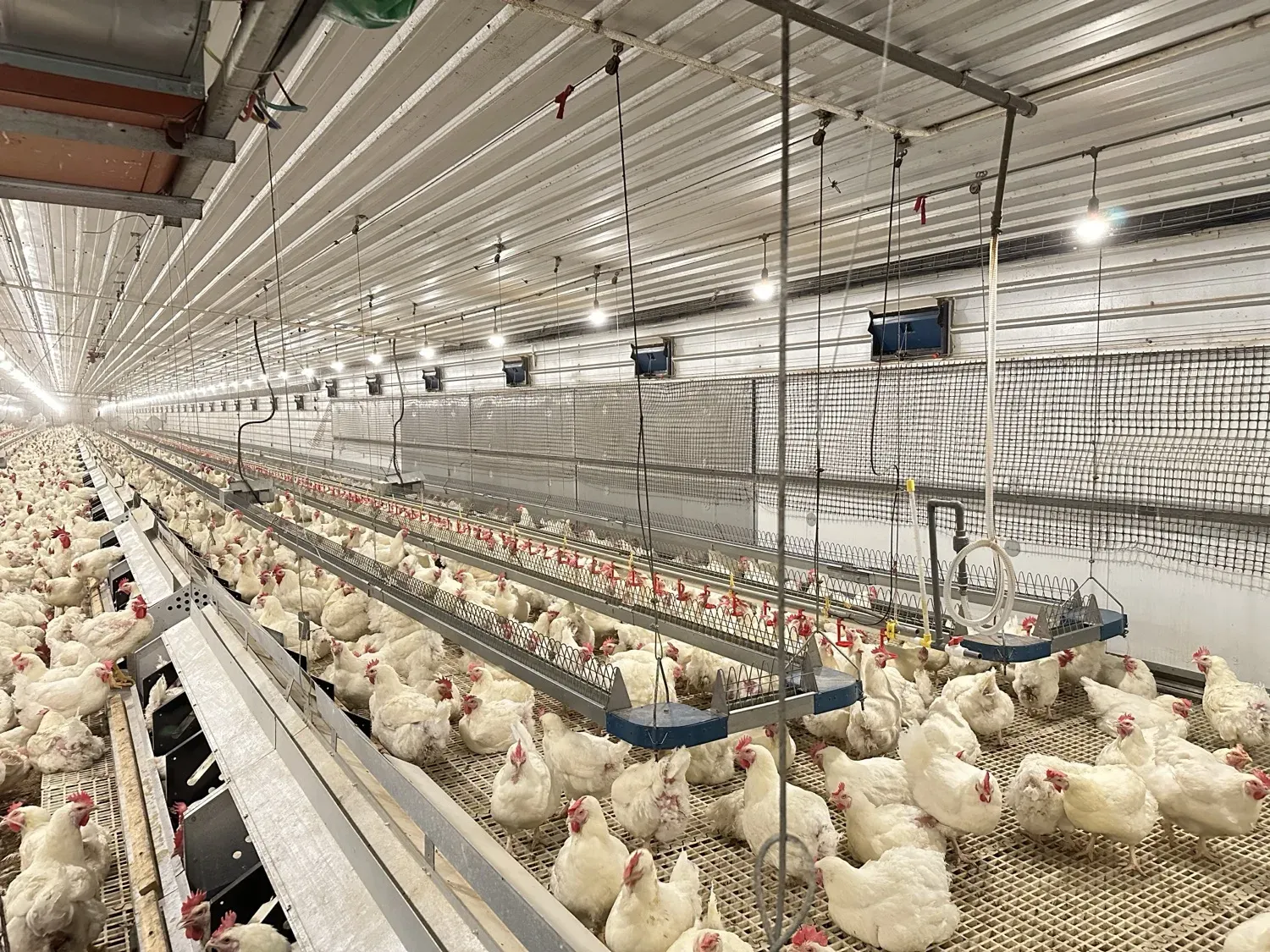Chain feeding line, stocked house
