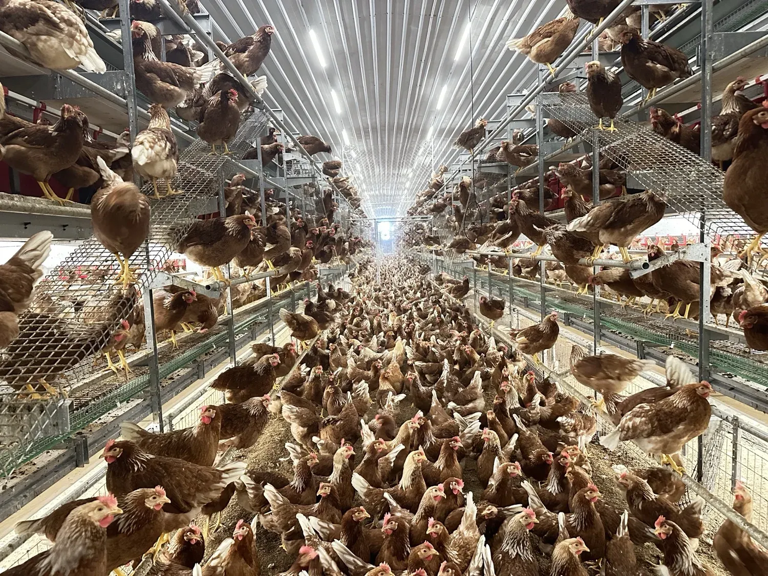 Layer aviary system